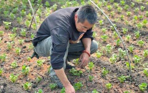 一位老菜农的智能种椒路 ——从“看天吃饭”到“棚里生金”