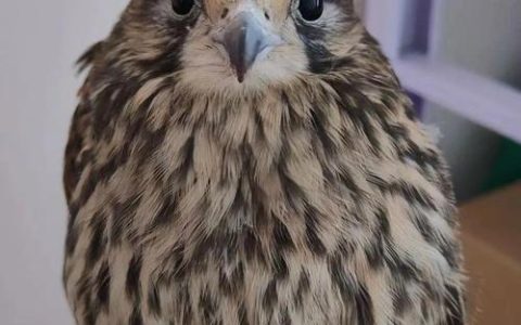 市野保部门救助一只受伤红隼