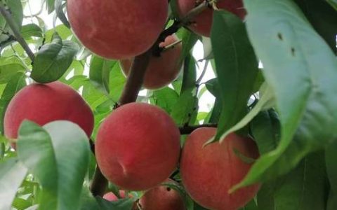 跳起来摘桃子 仙桃践行“冠军哲学”