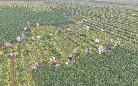 杨林尾菠菜走俏国际市场