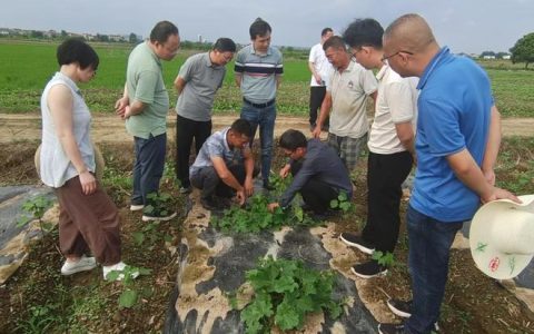 实验室搬到田间地头 科技特派员为荆州现代农业注入新活力