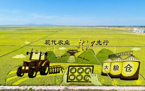 深耕标准化 延伸产业链 竹根滩镇擘画半夏产业富民强镇新图景