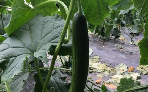 熊健：助力家乡走在全国绿色低碳转型发展的前列