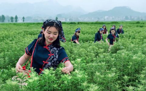 烈士鲜血浸染地，崛起蕲艾大产业