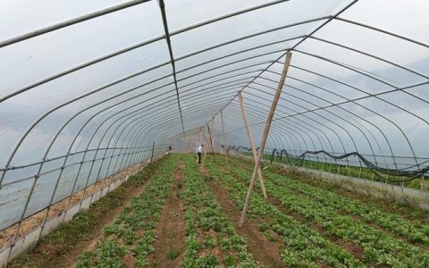 英山发展大棚蔬菜产业 助力乡村振兴