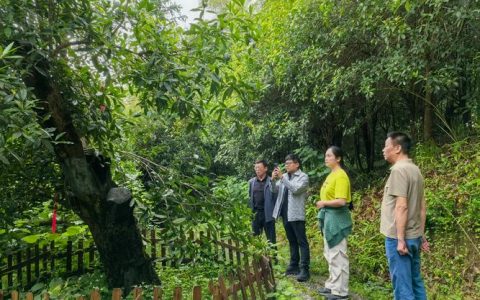 咸宁古桂树群亮相央视黄金档 全景展现咸宁农耕文化底蕴、古桂资源保护以及桂花全产业链