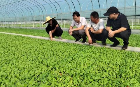 “一棵菜”的科技突围—— 嘉鱼蔬菜产业青科突击队的振兴答卷