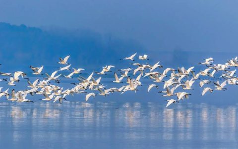 候鸟高峰期到来，武汉沉湖湿地首次发布通告禁飞无人机