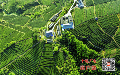 竹山、竹溪初步划定富硒土壤约60万亩 富硒特色农业迎重要机遇