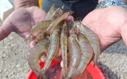 冬塘虾肥好“丰”景