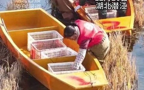 冬捕启幕，潜江把“四季鲜”捞上岸