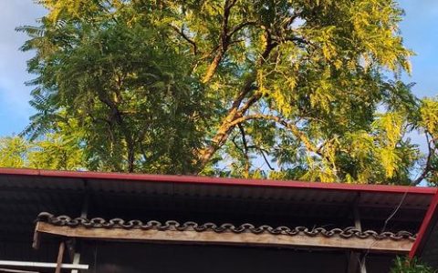 1000棵树“安家”乡野，这个镇悄悄变美了……