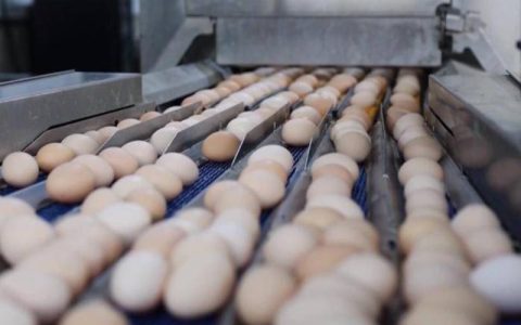 一枚小鸡蛋 百亿大产业