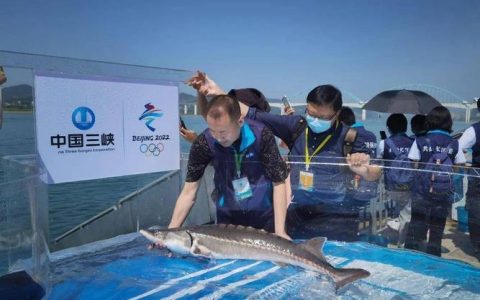 讲好长江生态故事 三峡大学国际学者助力专题纪录片呈现中华鲟保护之路