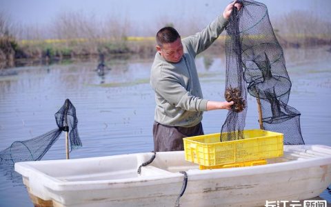 潜江小龙虾育养技术再迎新突破