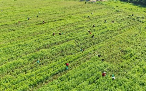 蕲艾飘香产业兴