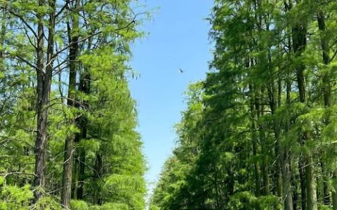 涨渡湖美景宛如仙境