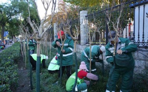 嘉鱼县园林局开展冬季树木养护专项行动 树木“穿冬衣” 城景添暖意