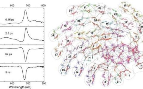 华中农业大学合作揭示颗石藻超大光系统I–捕光天线复合体激发态能量传递机制