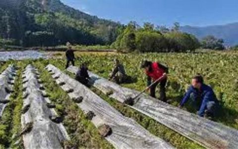 杨林尾守护10万亩作物安全越冬