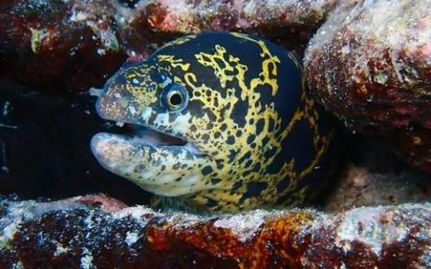 一条链上“鳝”开新局