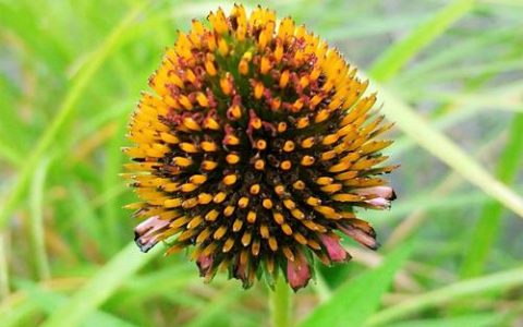 共筑绿色梦 欢庆幸福年——环境科学与工程学院举办2026年元旦晚会