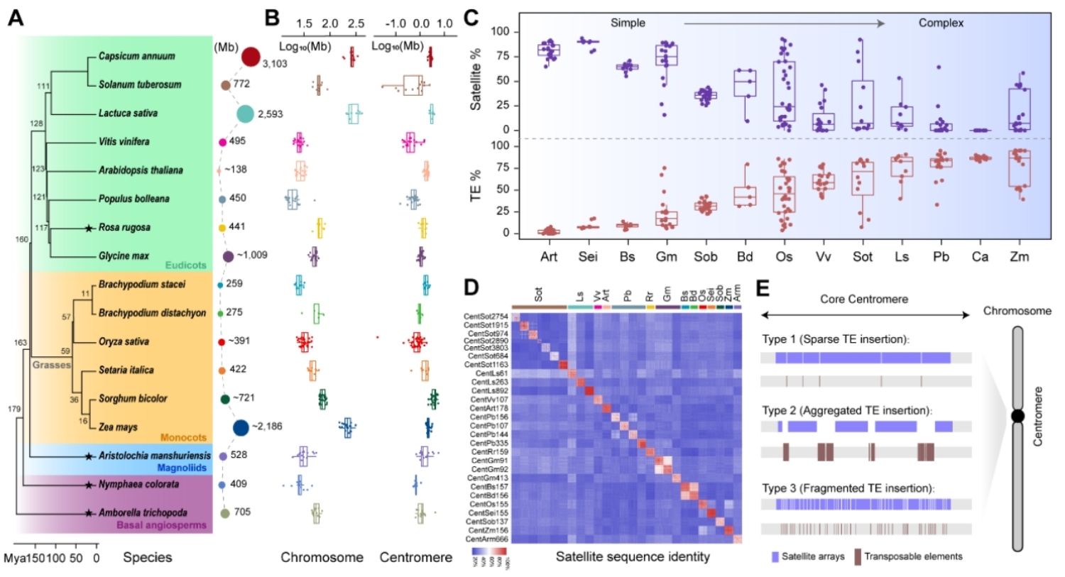 华中农业大学研究团队解析植物染色体“核心枢纽”的演化新机制