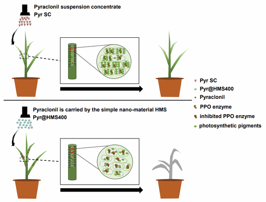 华中农业大学农药毒理学与有害生物抗药性团队在除草剂增效机制研究中取得新进展