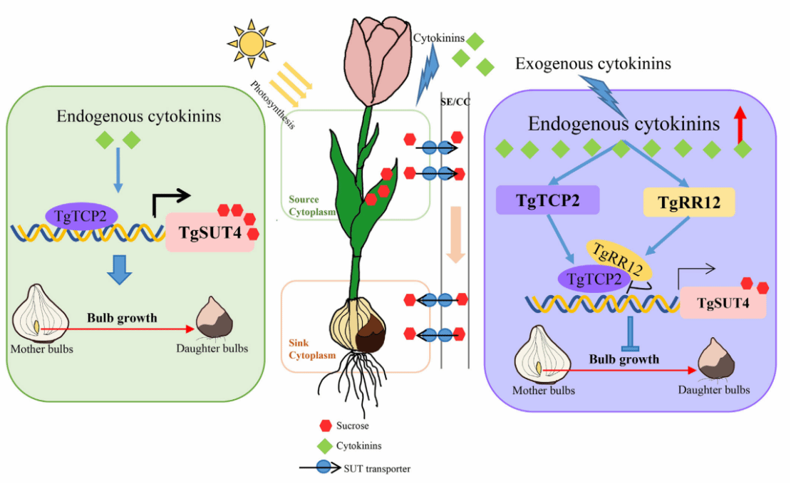 华中农业大学球宿根花卉团队发现植物激素与碳水代谢协同调控郁金香鳞茎发育的新机制