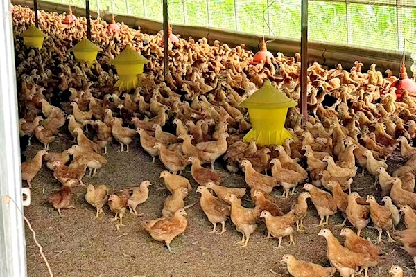 华农在读硕士农村创业 富硒黑米和凤梨萝卜盼销路