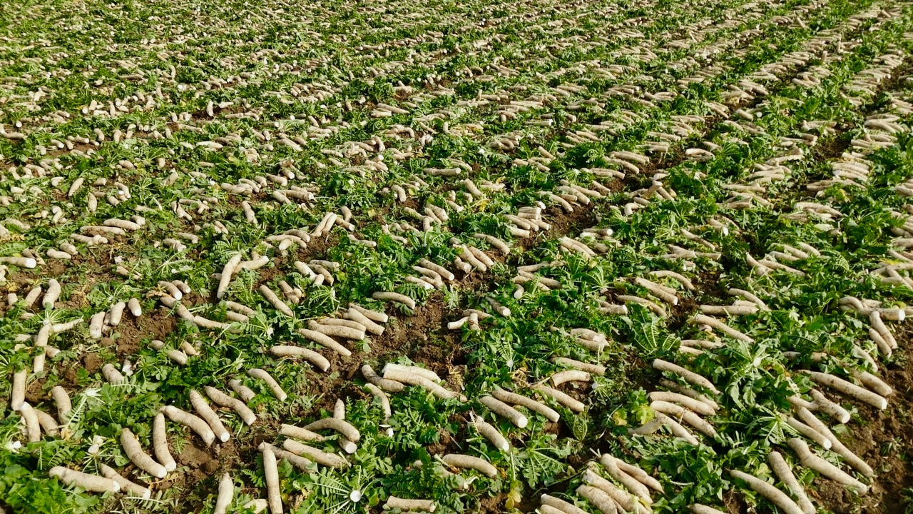 冬闲田“唱”出四季增收歌