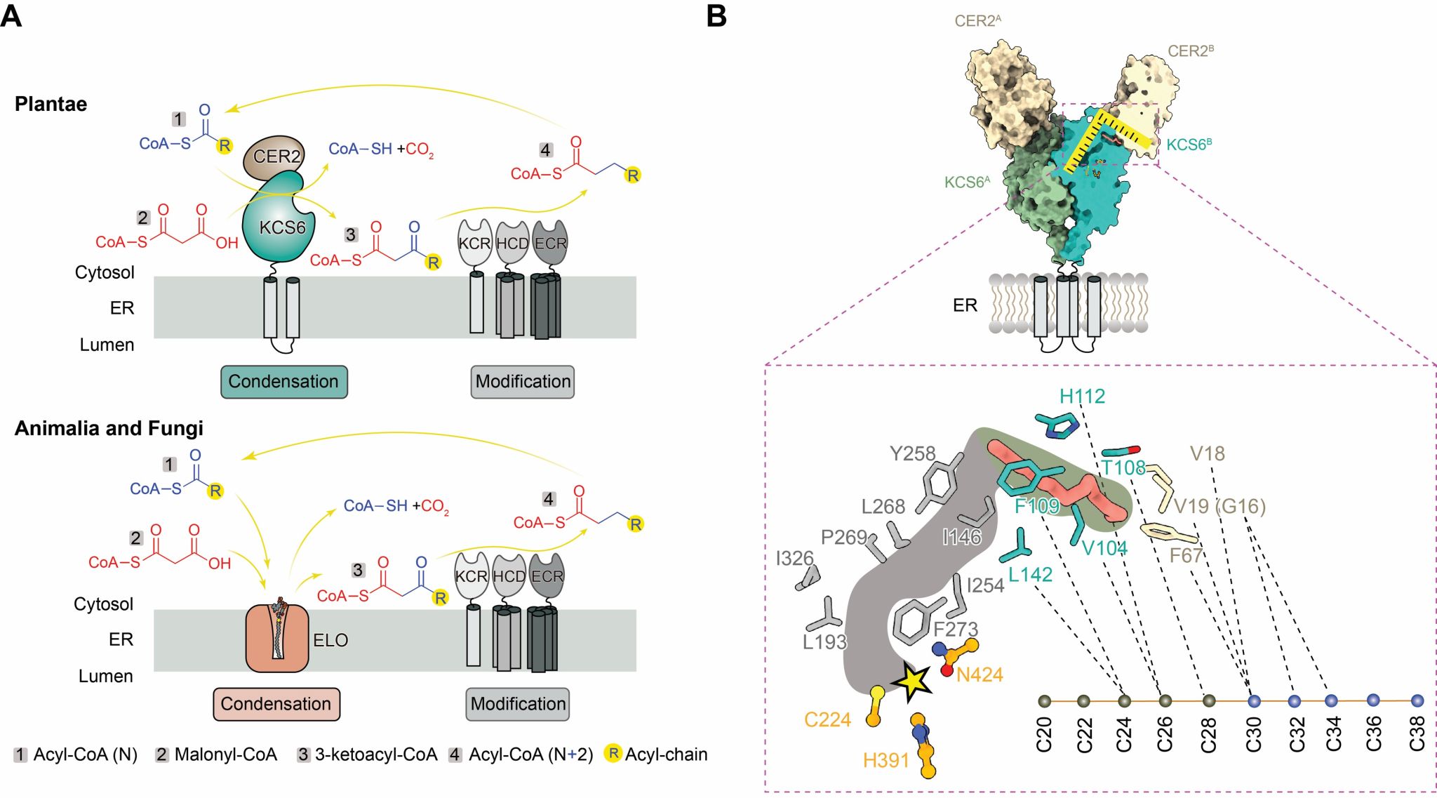 华中农业大学研究团队在植物超长链脂肪酸碳链长度决定的分子机制上取得新进展