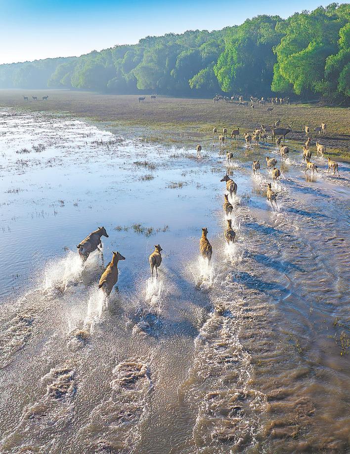 4位亲历者见证麋鹿保护世界传奇：从诺亚方舟到东方乐园