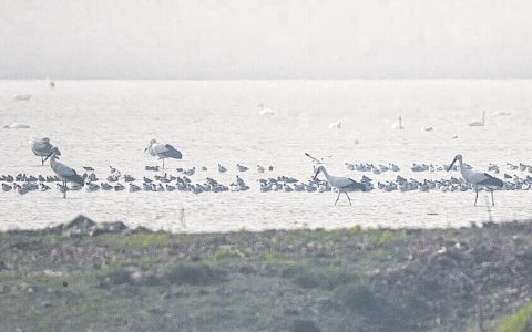 沉湖湿地东方白鹳种群数量破纪录