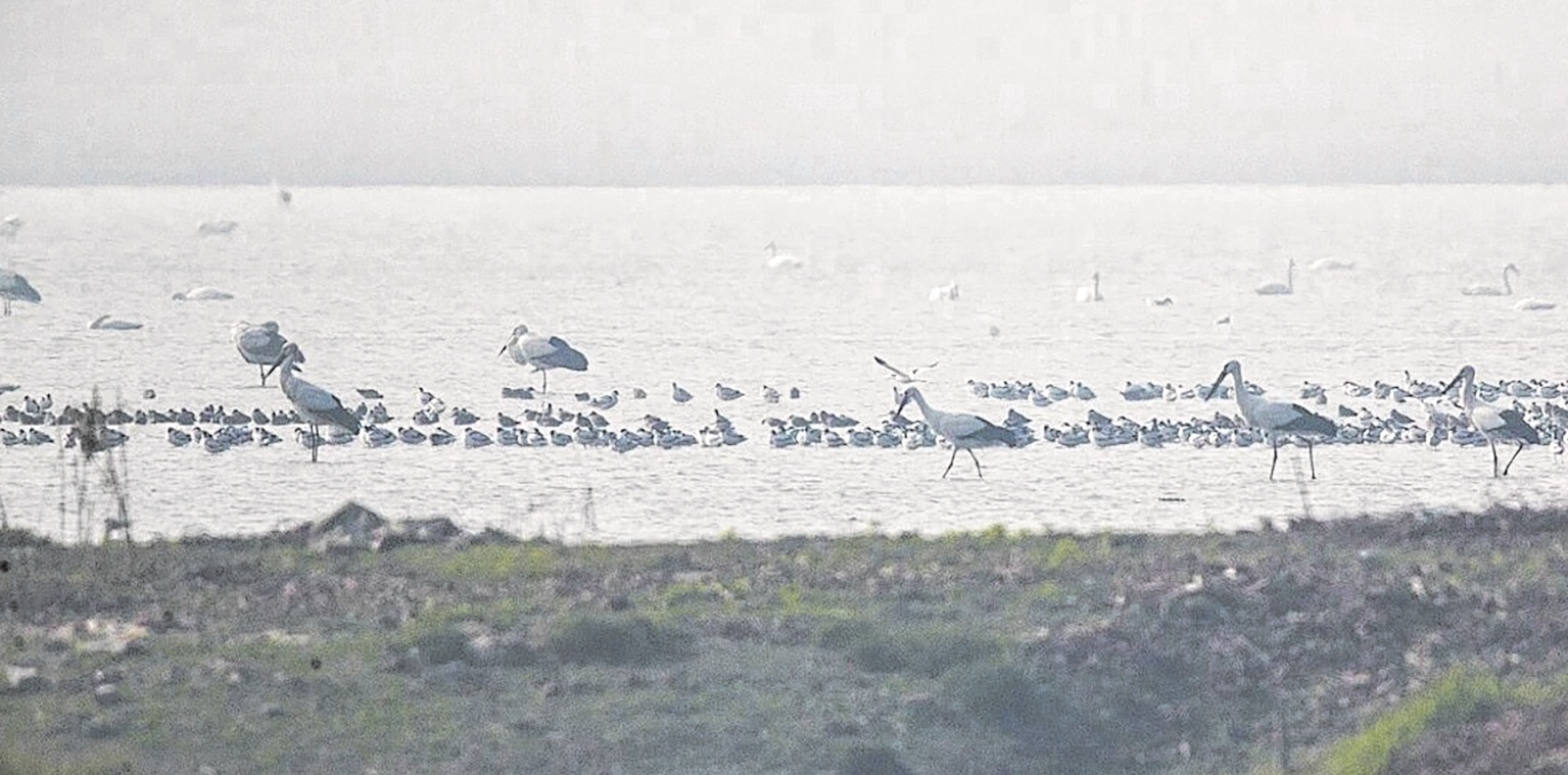 沉湖湿地东方白鹳种群数量破纪录