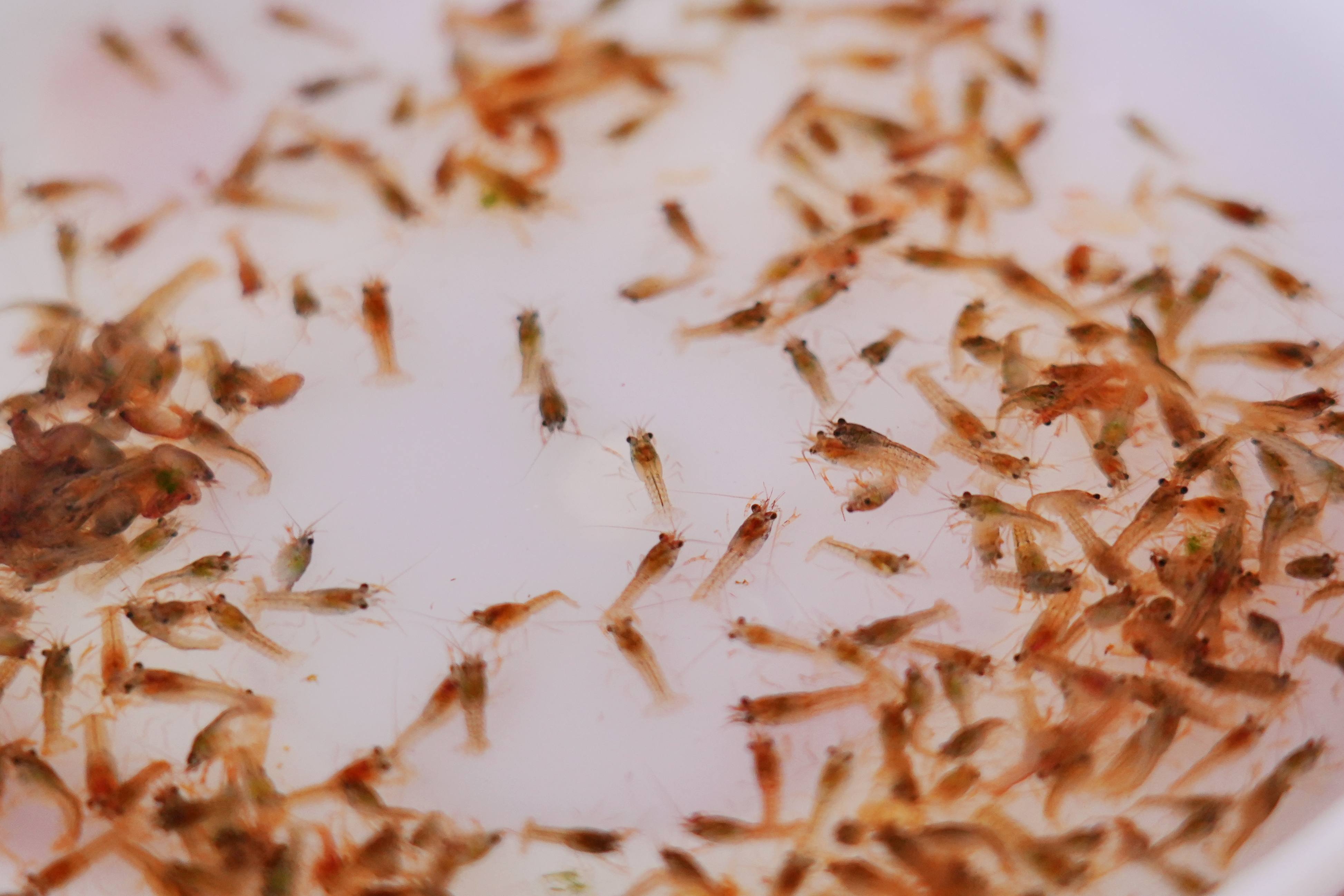 潜江龙虾：这个冬天，我决定不冬眠