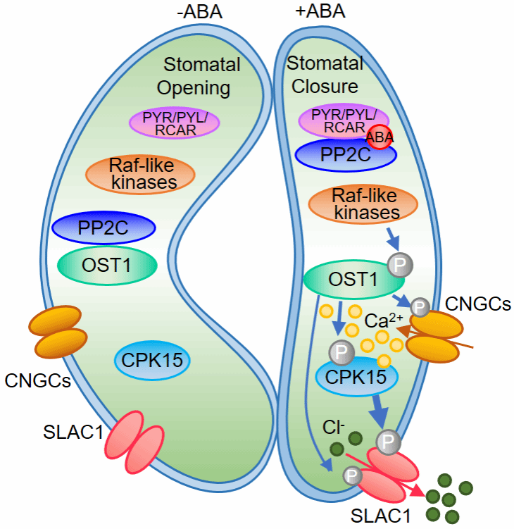胡红红教授团队揭示ABA调控气孔运动的新机制