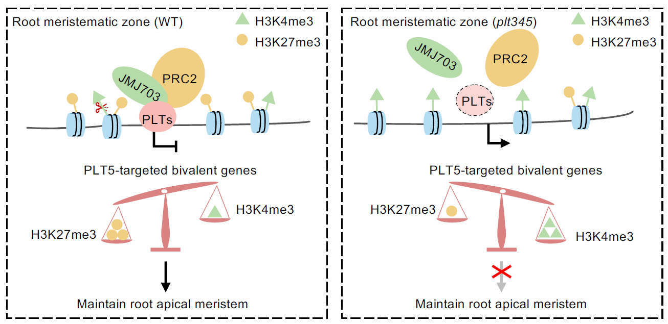 赵毓教授课题组揭示转录因子和组蛋白修饰酶协同调控水稻干细胞命运的新机制