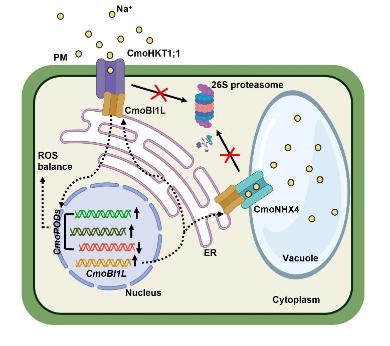 别之龙教授团队揭示CmoBI1L介导南瓜耐盐性的分子机制