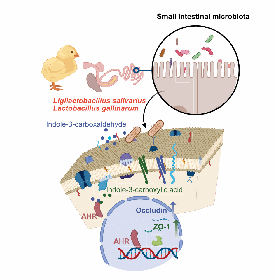 华中农业大学孙铝辉团队揭示乳杆菌调控雏鸡肠道发育新机制