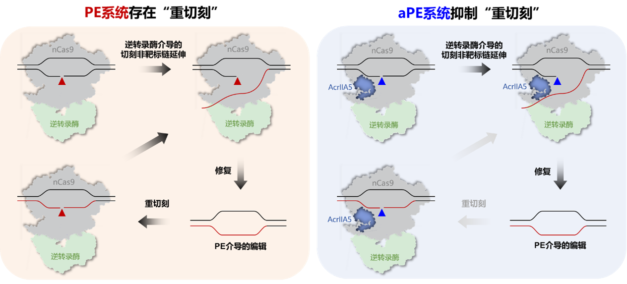 药学院孙宇辉团队在基因编辑技术领域取得新进展