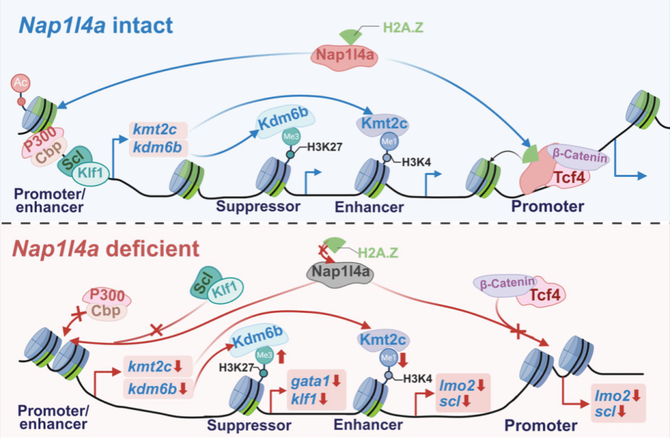 华中农业大学学者揭示斑马鱼早期造血分子机制