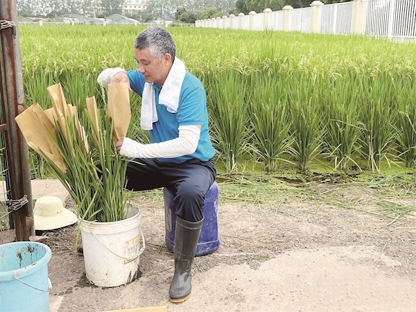 “农民教授”朱仁山四十年坚守一线 他将被判“死刑”的水稻种出百亿价值