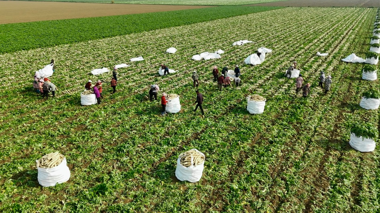 冬闲田“唱”出四季增收歌