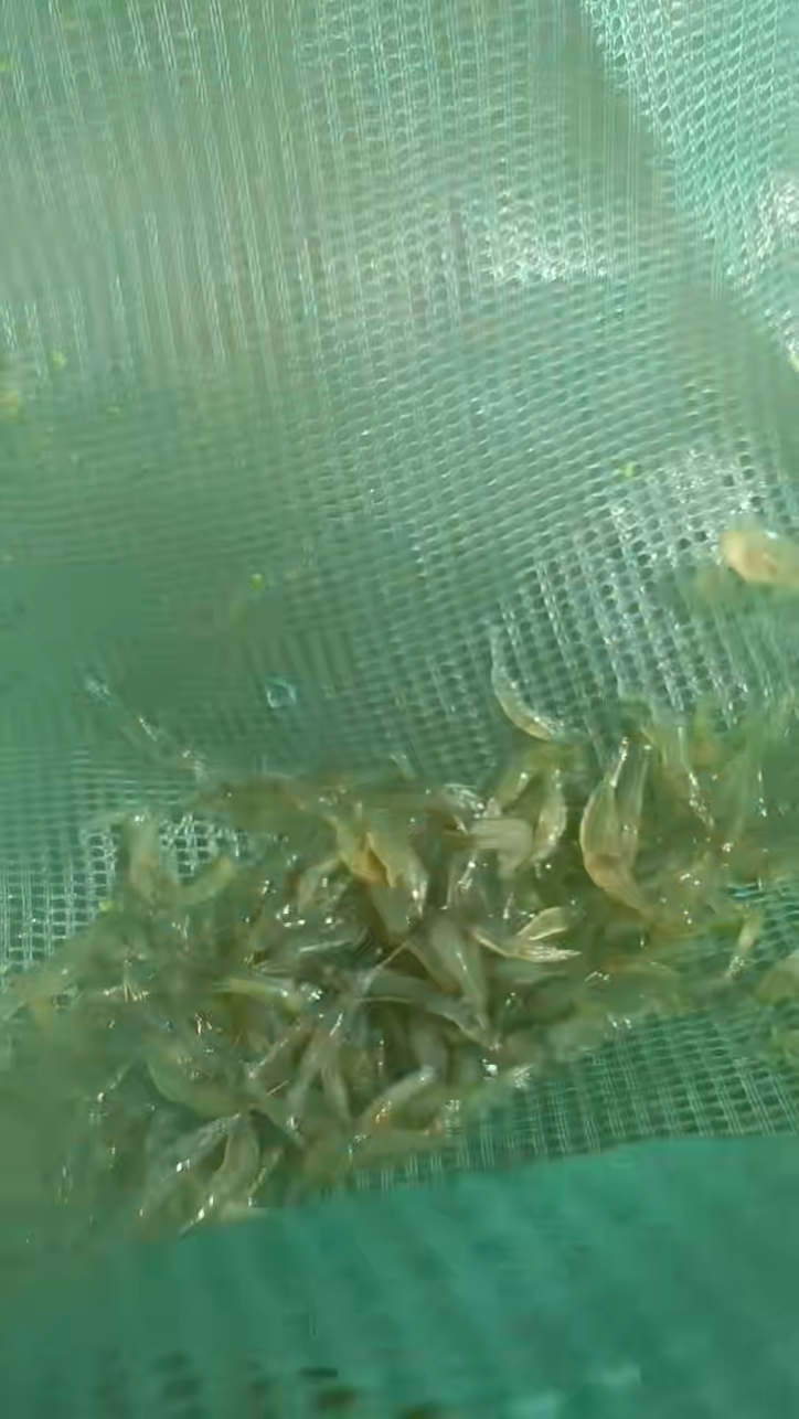 潜江：小米虾解锁虾塘“增收密码”