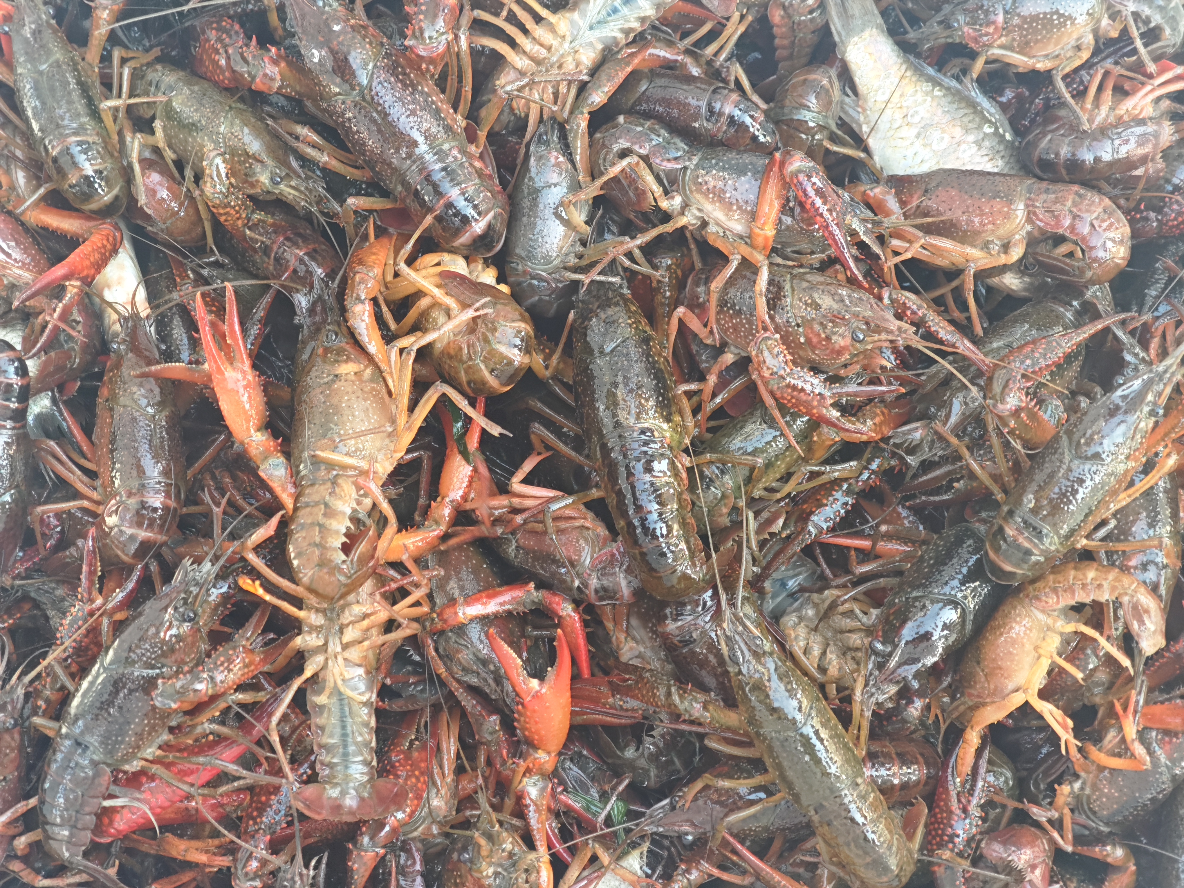 潜江龙虾：这个冬天，我决定不冬眠