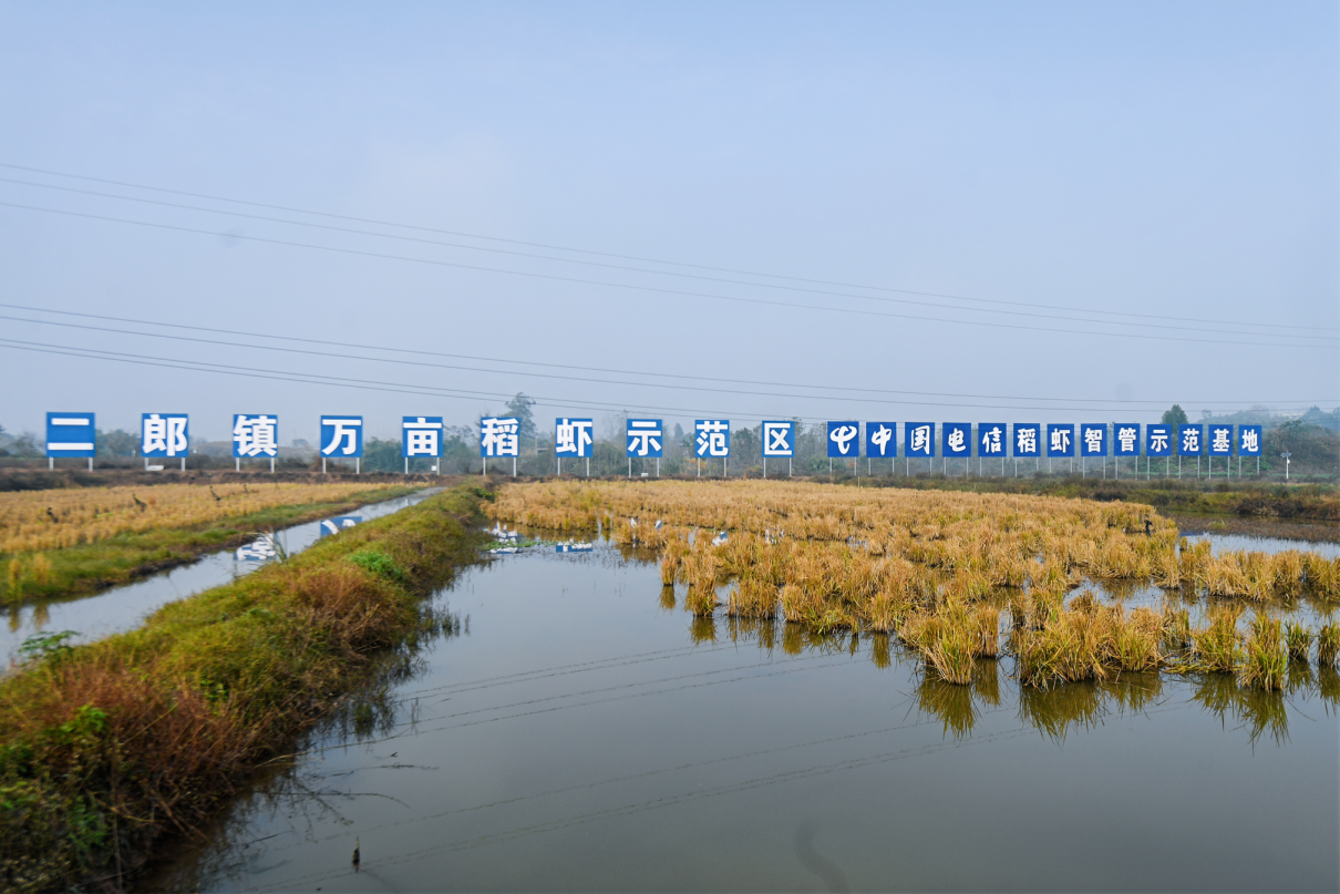 数智为翼向新而行 重庆电信“十四五”赋能山城蝶变