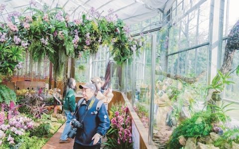 来23℃花屋赏热带兰花