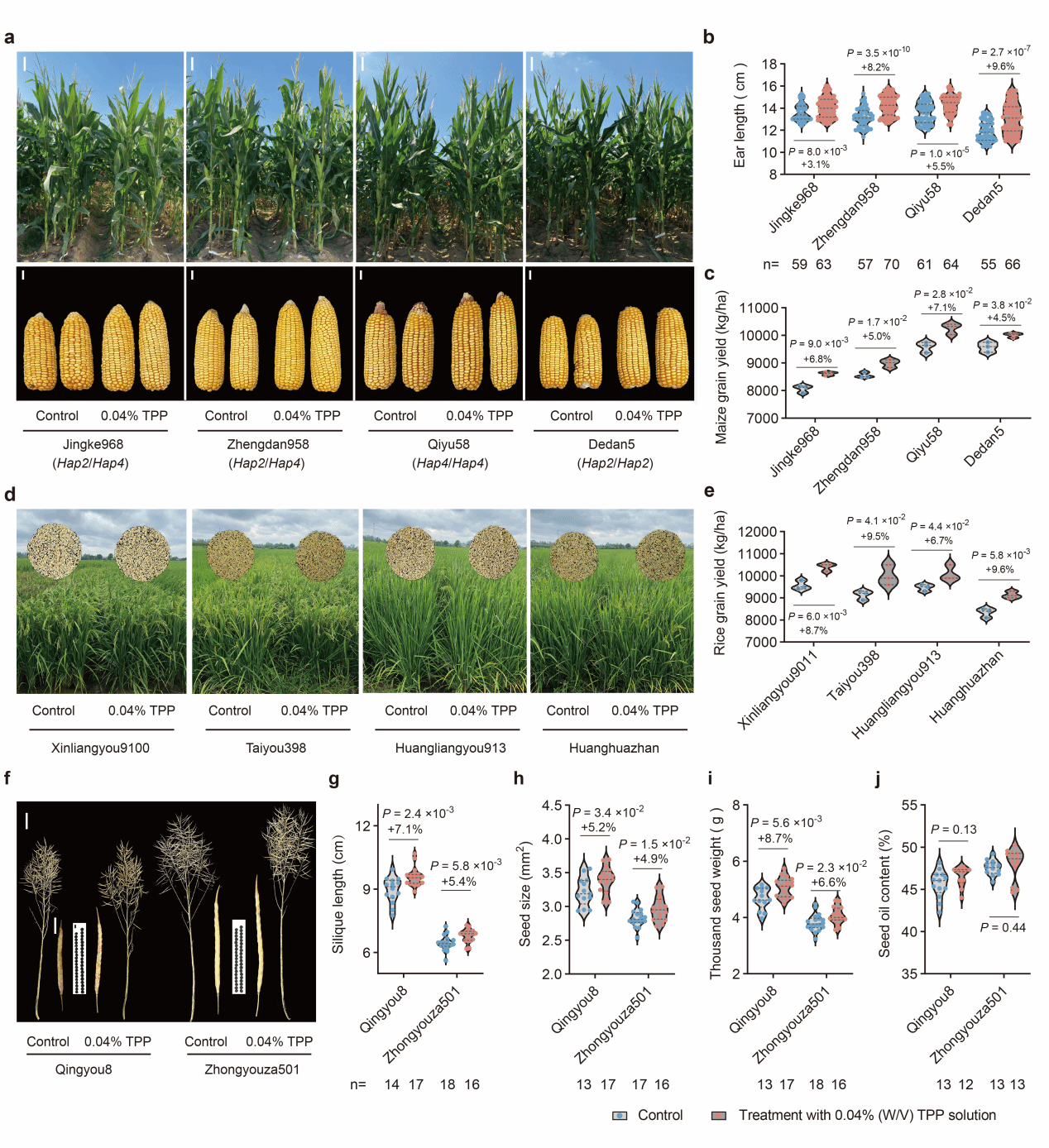 严建兵教授团队解锁玉米产量和蛋白含量协同提升机制