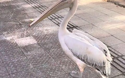 长隆野生动物园鹈鹕出逃逛街 园区：它们比较调皮，已被抓回